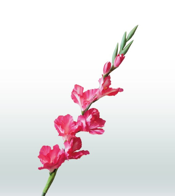 Gladiole 82cm