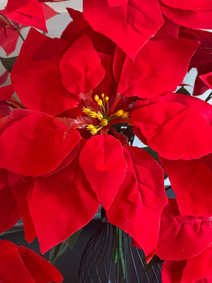 Seiden Poinsettie