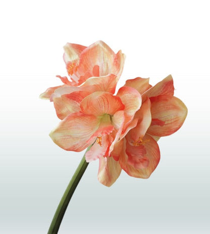 Amaryllis 67cm