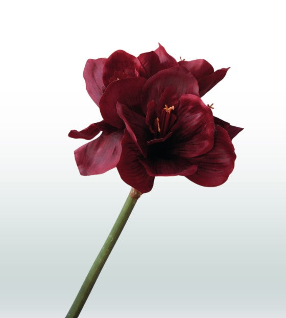 Amaryllis 67cm