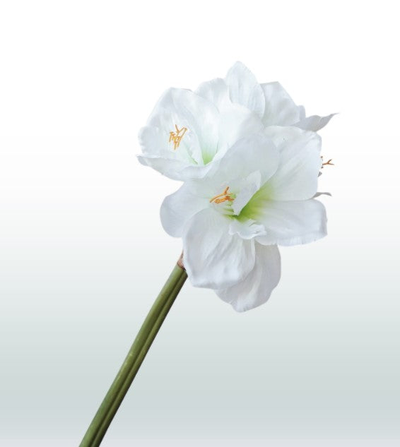 Amaryllis 67cm