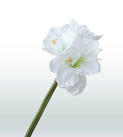 Amaryllis 67cm