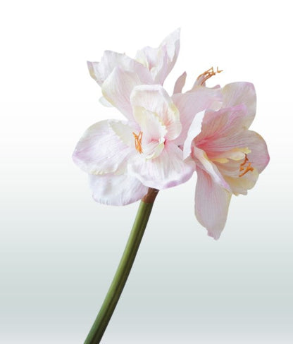 Amaryllis 67cm