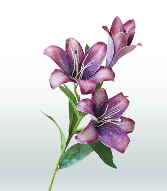 Kleine Lilie 70 cm