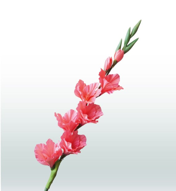 Gladiole 82cm