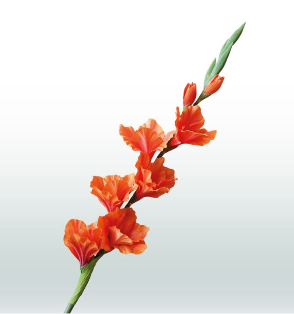 Gladiole 82cm