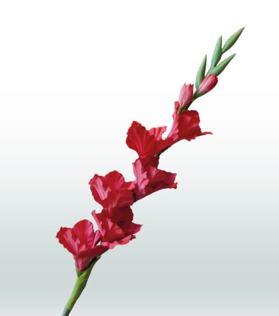 Gladiole 82cm