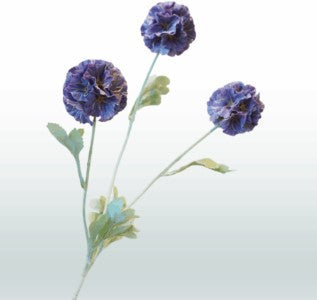 Scabiosa 68 cm 3 Blüten pro Stiel