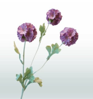 Scabiosa 68 cm 3 Blüten pro Stiel