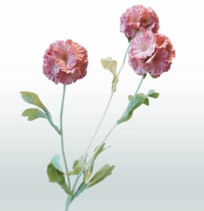 Scabiosa 68 cm 3 Blüten pro Stiel