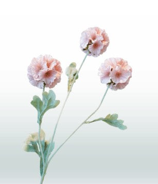 Scabiosa 68 cm 3 Blüten pro Stiel