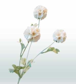 Scabiosa 68 cm 3 Blüten pro Stiel
