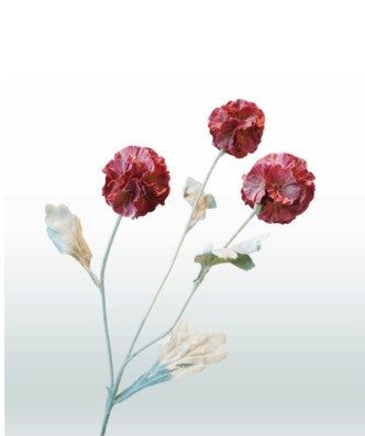 Scabiosa 68 cm 3 Blüten pro Stiel