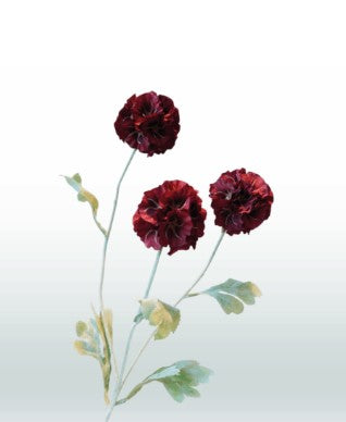 Scabiosa 68 cm 3 Blüten pro Stiel