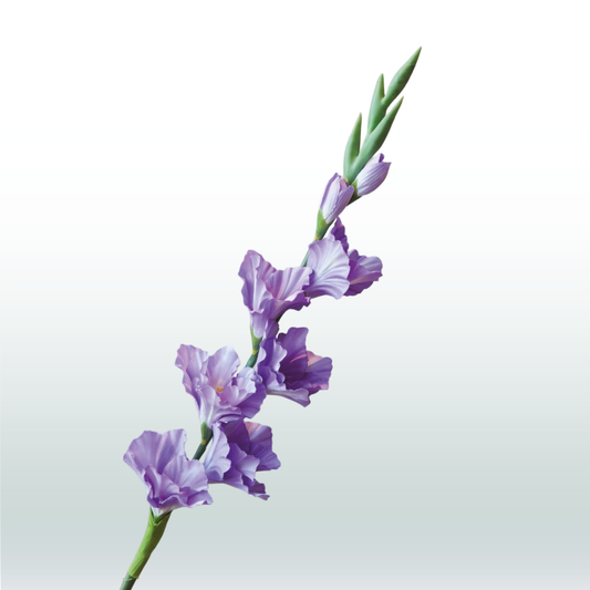 Gladiole 82cm